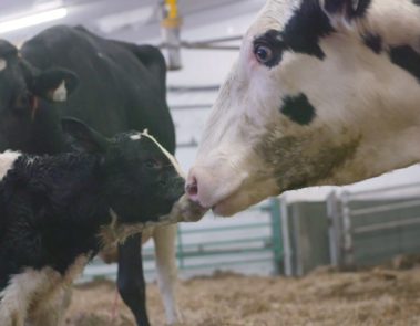 NUTRINOR – CAMPAGNE TÉLÉVISÉE